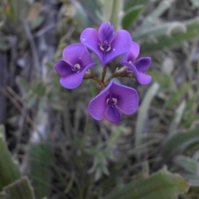 Swainsona sericea (Silky Swainson-Pea) at Majura, ACT - 11 Oct 2015 by SilkeSma