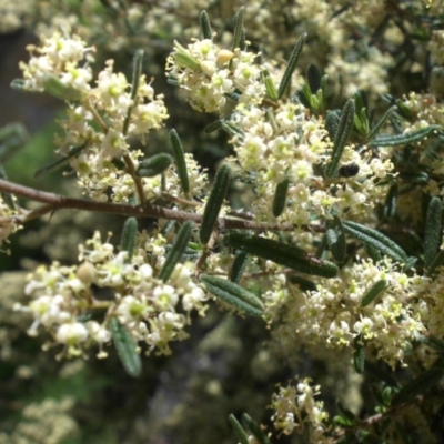 Pomaderris angustifolia (Pomaderris) at Majura, ACT - 12 Oct 2015 by SilkeSma