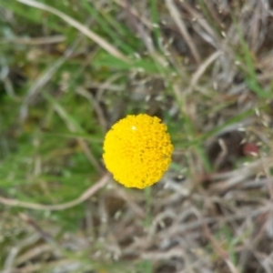 Leptorhynchos squamatus at Molonglo River Reserve - 7 Oct 2015 12:00 AM