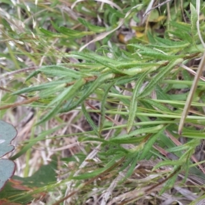 Leptorhynchos squamatus at Molonglo River Reserve - 7 Oct 2015