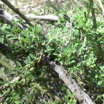 Genista monspessulana (Cape Broom, Montpellier Broom) at Majura, ACT - 12 Oct 2015 by SilkeSma