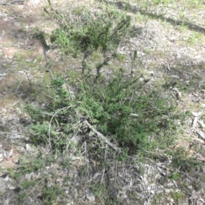 Genista monspessulana at Majura, ACT - 12 Oct 2015