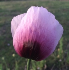 Papaver somniferum (Opium Poppy) at Hackett, ACT - 12 Oct 2015 by AaronClausen