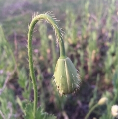 Papaver somniferum at Hackett, ACT - 12 Oct 2015 08:04 PM