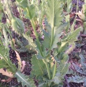 Papaver somniferum at Hackett, ACT - 12 Oct 2015 08:04 PM