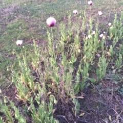 Papaver somniferum at Hackett, ACT - 12 Oct 2015 08:04 PM