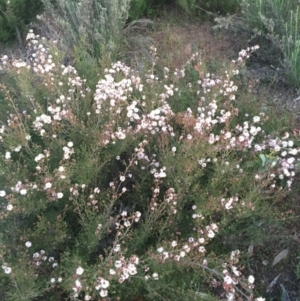 Kunzea parvifolia at Hackett, ACT - 12 Oct 2015 08:05 PM