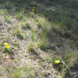 Gazania sp. at Isaacs, ACT - 3 Nov 2013