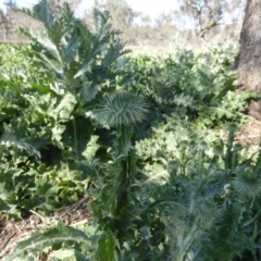 Onopordum acanthium (Scotch Thistle) at Symonston, ACT - 11 Oct 2015 by Mike