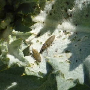 Onopordum acanthium at Symonston, ACT - 12 Oct 2015