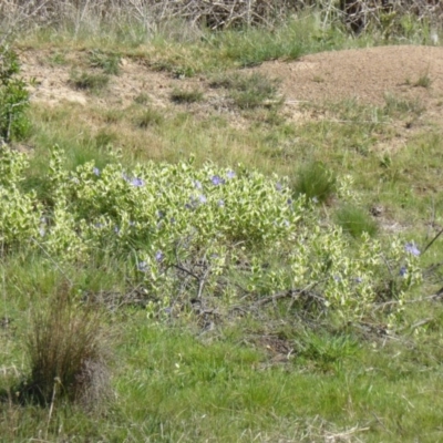 Vinca major (Blue Periwinkle) at Symonston, ACT - 11 Oct 2015 by Mike