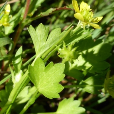 Ranunculus muricatus (Sharp Buttercup) at Symonston, ACT - 12 Oct 2015 by Mike