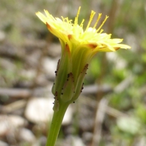 Hypochaeris radicata at Symonston, ACT - 12 Oct 2015 09:44 AM