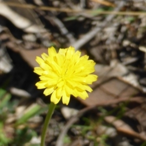 Hypochaeris radicata at Symonston, ACT - 12 Oct 2015 09:44 AM