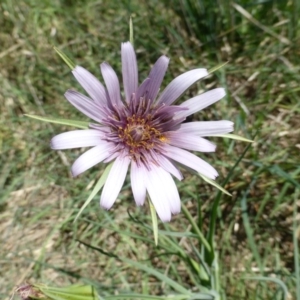 Tragopogon porrifolius subsp. porrifolius at Symonston, ACT - 12 Oct 2015 10:13 AM