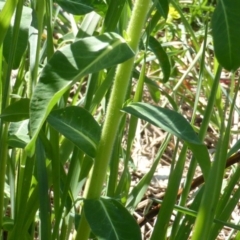 Euphorbia oblongata at Symonston, ACT - 12 Oct 2015