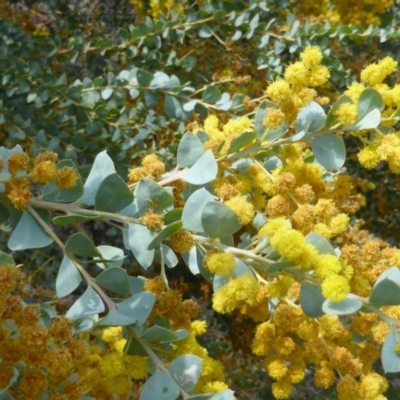 Acacia cultriformis (Knife Leaf Wattle) at Symonston, ACT - 11 Oct 2015 by Mike