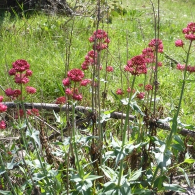 Centranthus ruber (Red Valerian, Kiss-me-quick, Jupiter's Beard) at Symonston, ACT - 12 Oct 2015 by Mike