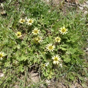 Arctotheca calendula at Symonston, ACT - 12 Oct 2015 10:44 AM