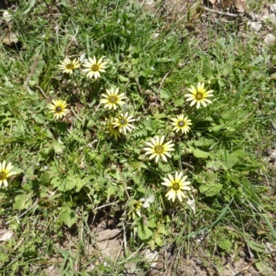 Arctotheca calendula (Capeweed, Cape Dandelion) at Symonston, ACT - 11 Oct 2015 by Mike