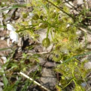 Drosera gunniana at Symonston, ACT - 12 Oct 2015 10:44 AM