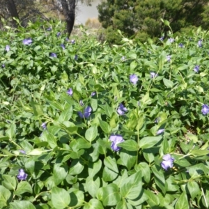 Vinca major at Garran, ACT - 12 Oct 2015 11:05 AM