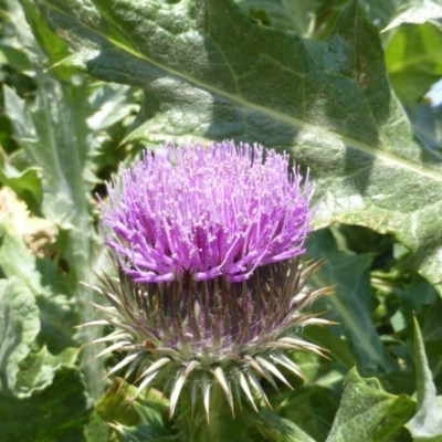Onopordum acanthium (Scotch Thistle) at Garran, ACT - 12 Oct 2015 by Mike