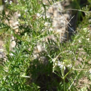 Vicia sp. at Garran, ACT - 12 Oct 2015