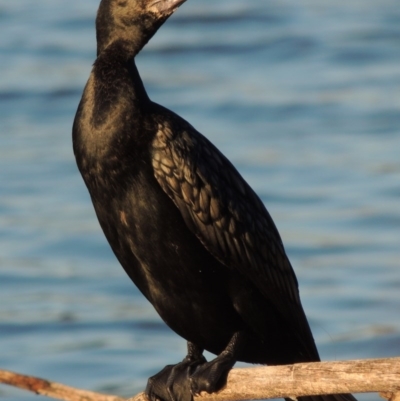 Phalacrocorax sulcirostris (Little Black Cormorant) at Stranger Pond - 12 Oct 2015 by michaelb