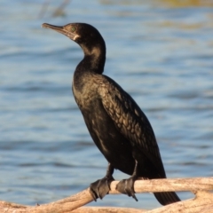 Phalacrocorax sulcirostris at Bonython, ACT - 12 Oct 2015