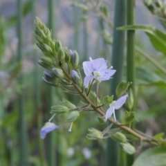 Veronica anagallis-aquatica (Blue Water Speedwell) at Stranger Pond - 12 Oct 2015 by michaelb