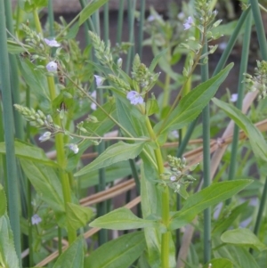 Veronica anagallis-aquatica at Bonython, ACT - 12 Oct 2015 07:03 PM