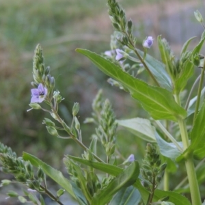 Veronica anagallis-aquatica at Bonython, ACT - 12 Oct 2015 07:03 PM