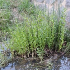 Veronica anagallis-aquatica at Bonython, ACT - 12 Oct 2015 07:03 PM