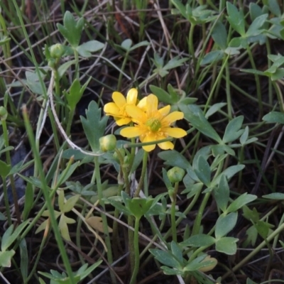 Ranunculus papulentus (Large River Buttercup) at Bonython, ACT - 12 Oct 2015 by MichaelBedingfield