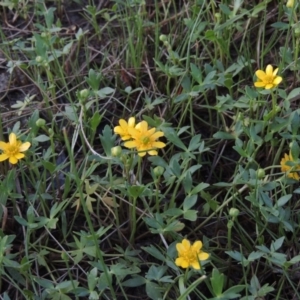 Ranunculus papulentus at Bonython, ACT - 12 Oct 2015