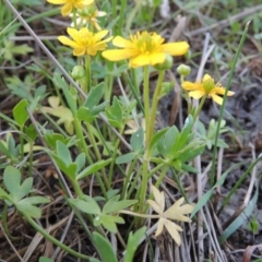 Ranunculus papulentus at Bonython, ACT - 12 Oct 2015