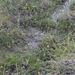 Ranunculus papulentus at Bonython, ACT - 12 Oct 2015