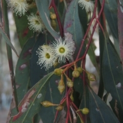 Eucalyptus melliodora (Yellow Box) at Bonython, ACT - 12 Oct 2015 by MichaelBedingfield