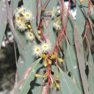 Eucalyptus melliodora at Bonython, ACT - 12 Oct 2015 07:31 PM