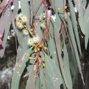 Eucalyptus melliodora at Bonython, ACT - 12 Oct 2015 07:31 PM