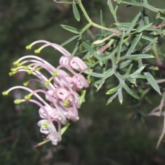 Grevillea sp. (Grevillea) at Stranger Pond - 12 Oct 2015 by michaelb