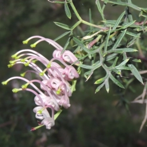 Grevillea sp. at Bonython, ACT - 12 Oct 2015 07:37 PM