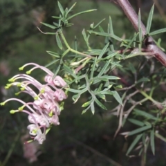 Grevillea sp. at Bonython, ACT - 12 Oct 2015 07:37 PM