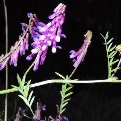 Vicia villosa subsp. eriocarpa (Russian Vetch) at Bonython, ACT - 12 Oct 2015 by michaelb