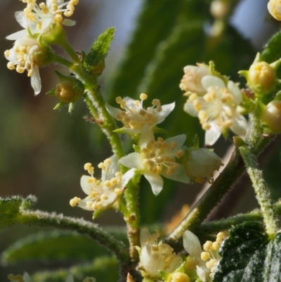 Gynatrix pulchella (Hemp Bush) at Coree, ACT - 8 Oct 2015 by KenT