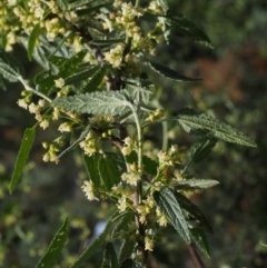 Gynatrix pulchella at Coree, ACT - 9 Oct 2015