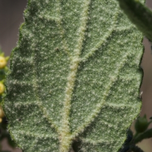 Gynatrix pulchella at Coree, ACT - 9 Oct 2015