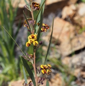 Daviesia mimosoides subsp. mimosoides at Cotter River, ACT - 9 Oct 2015