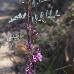 Indigofera australis subsp. australis (Australian Indigo) at Lower Cotter Catchment - 9 Oct 2015 by KenT